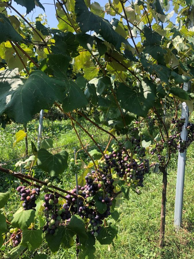 Winzerhaeuschen Kern Daire Fehring Dış mekan fotoğraf