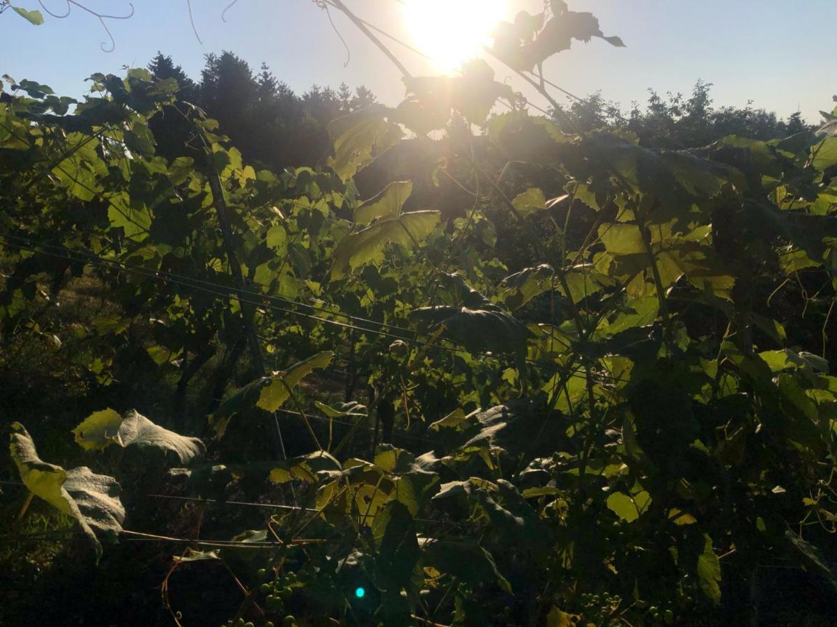 Winzerhaeuschen Kern Daire Fehring Dış mekan fotoğraf